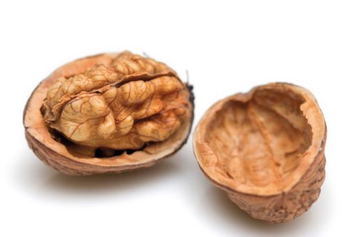 walnut